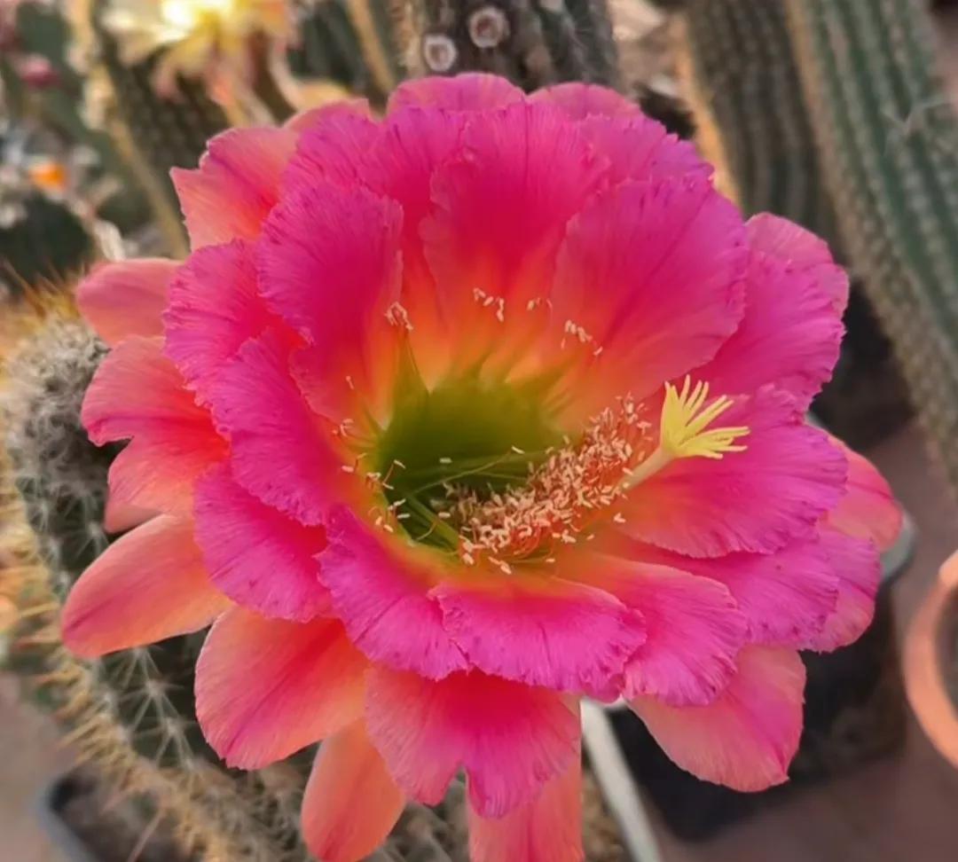 想念一个人的感觉是什么

有多想，我说不出来，细腻，温柔，还要带点微微的苦涩，我