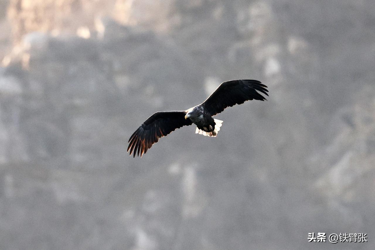 北京平谷西峪水库白尾海雕
