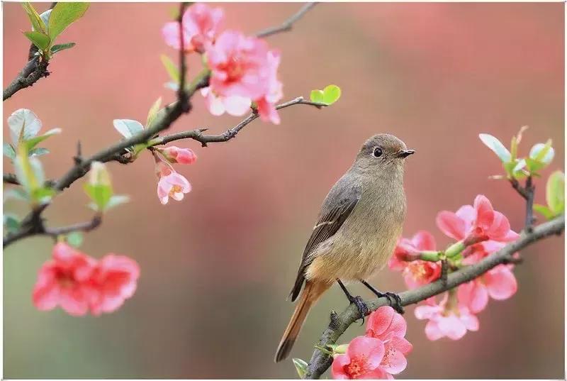 #上联：春赏桃花秋赏菊，如何对下联#夏赏荷花冬赏梅。