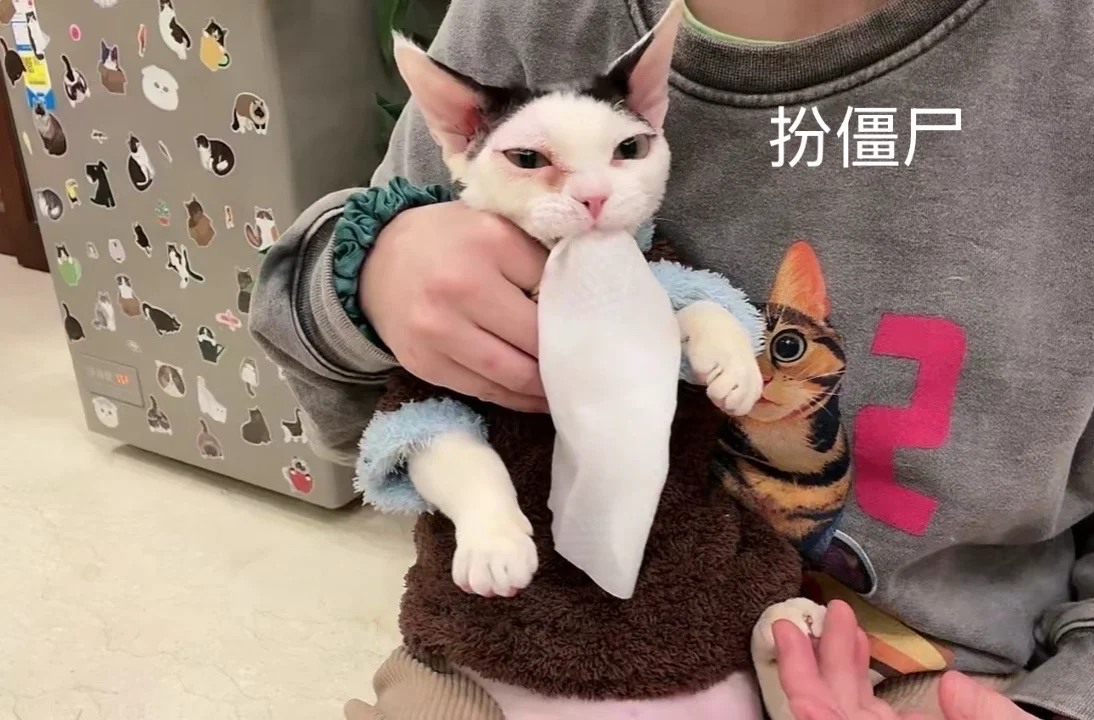 【特大喜讯】我们小皮德有家啦！