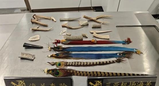 邵丹律师：海口海关查获走私鹿角、鹦鹉羽毛
近日，海口海关查获走私鹿角和鹦鹉羽毛制