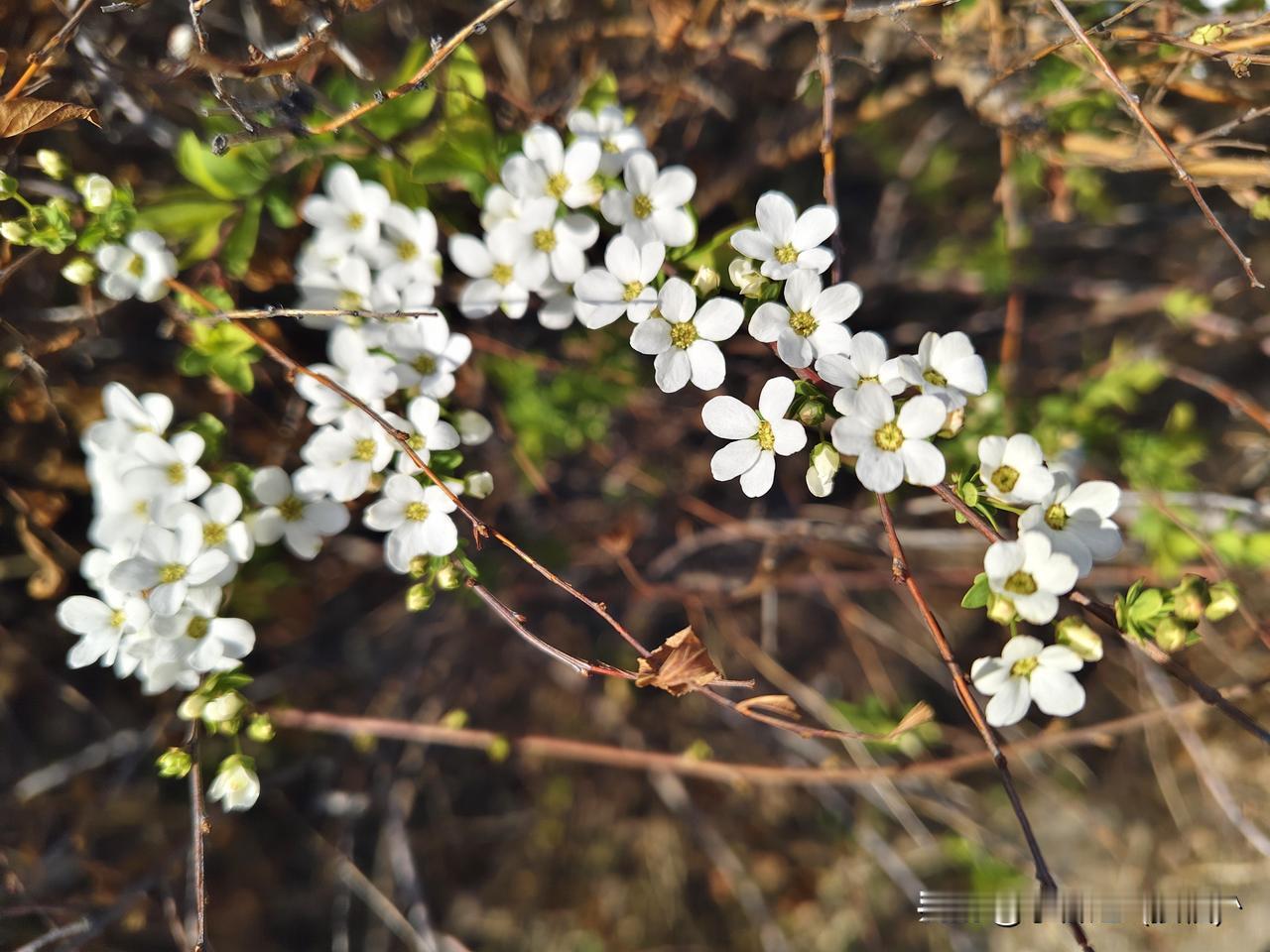 晒一张你拍的花这一簇小白花，是我无意中看到的，她开在一片枯枝败叶中，美的炫目，让