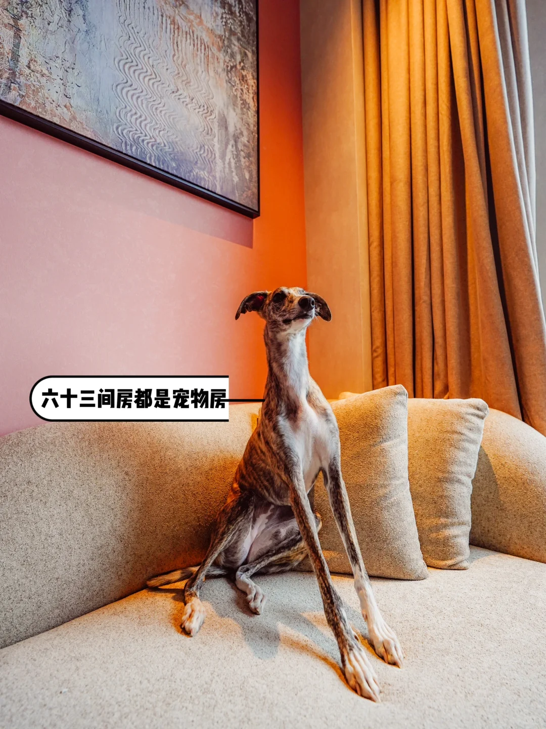 这家酒店不带宠物不许住