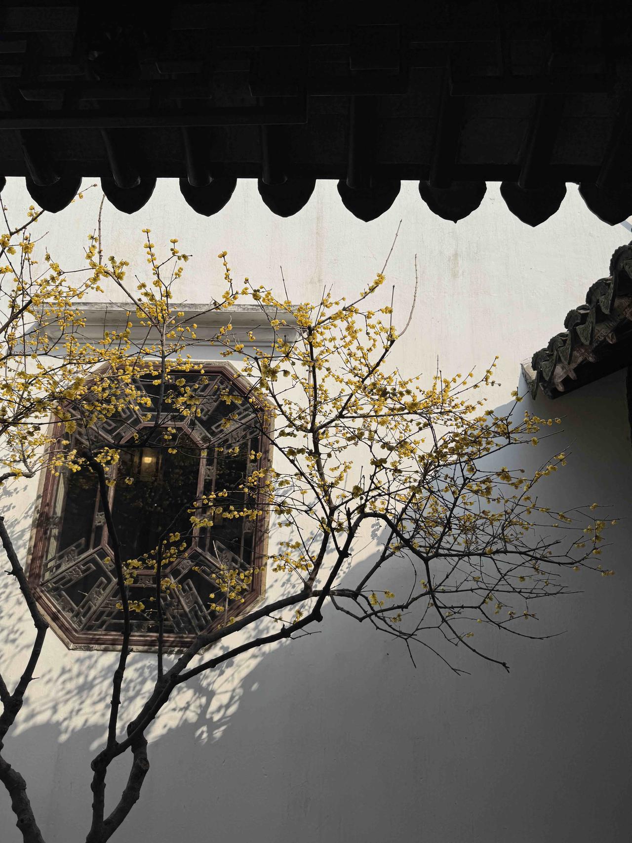 黄色腊梅花图片疏枝映瓦，暗香绕檐，不喧不闹，自守清欢。