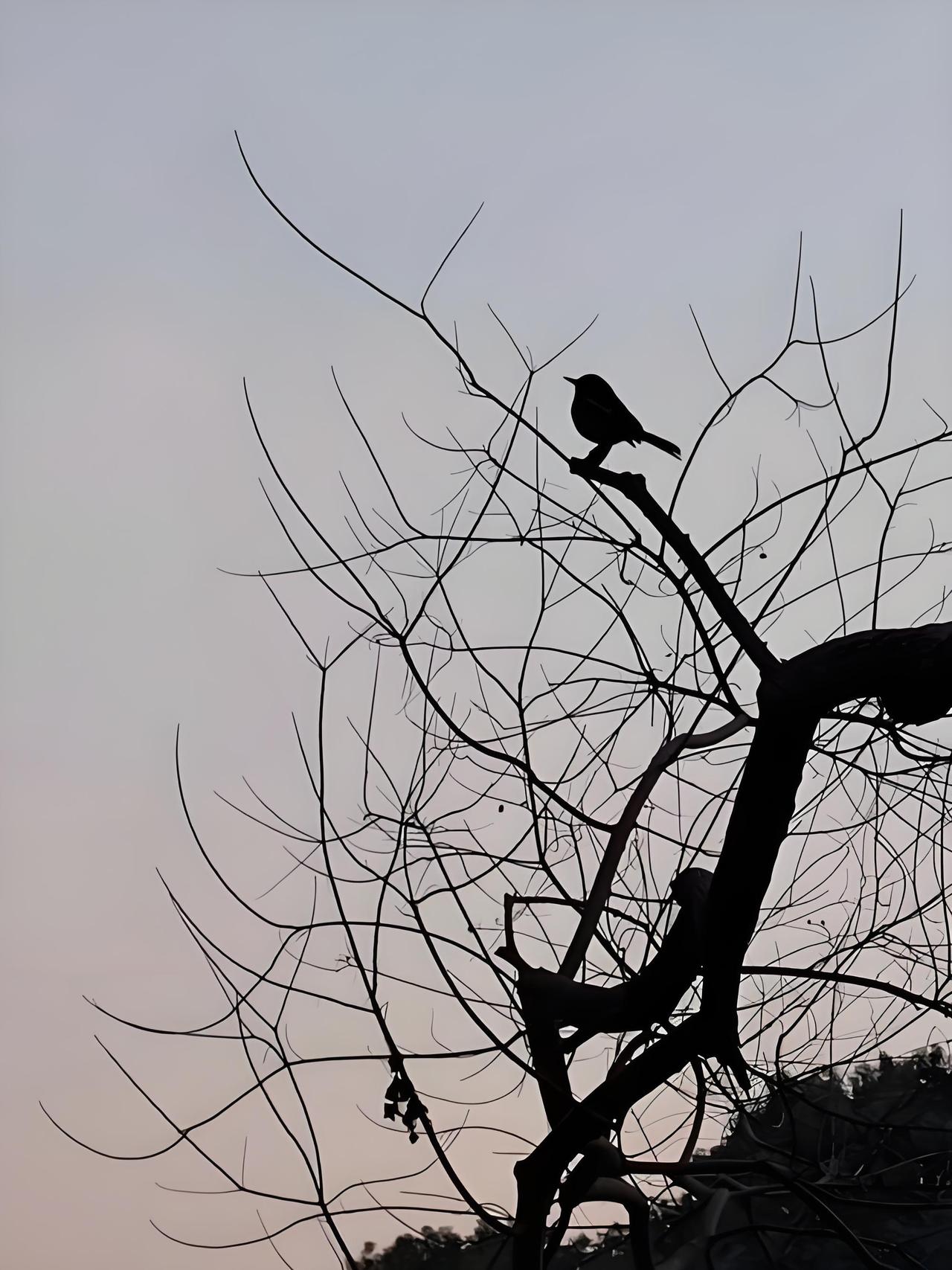 独守枝头盼伴归，
声声悲鸣不见回，
残星冷月空相照，
………？

上联：孤鸟思比