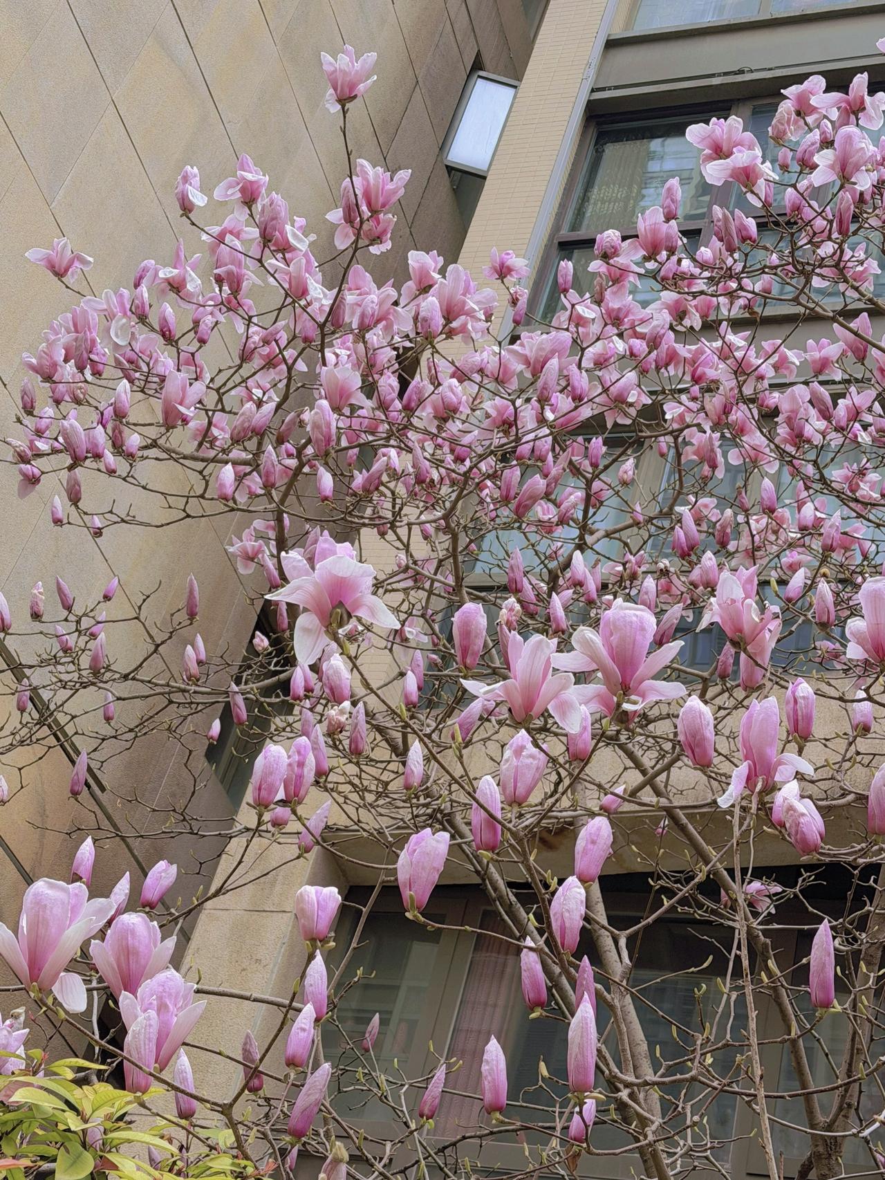 我大概是个很无趣的人
喜欢抬头看花🌸低头看树🌲
喜欢细小的事物和盛大的风景