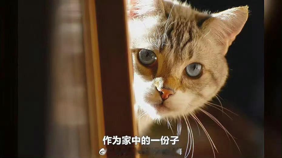 #香格里拉古城满大街都是猫皮制品#善待动物，地球上不只有人类 ​​​