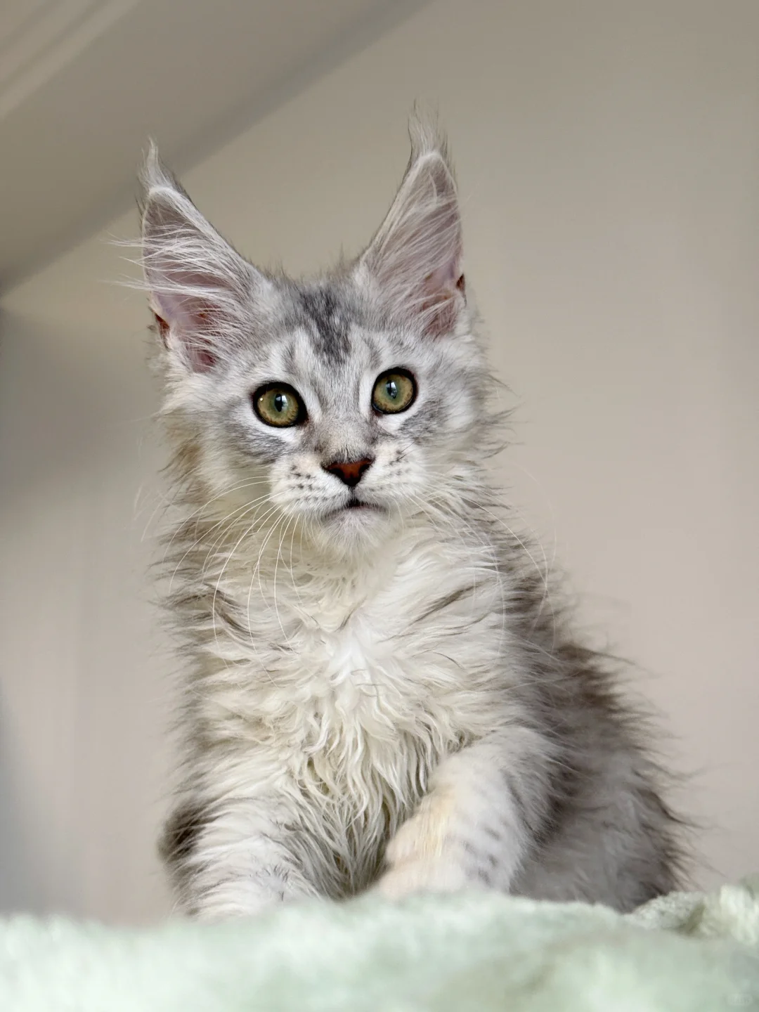 缅因｜银虎弟弟（蹲新家）