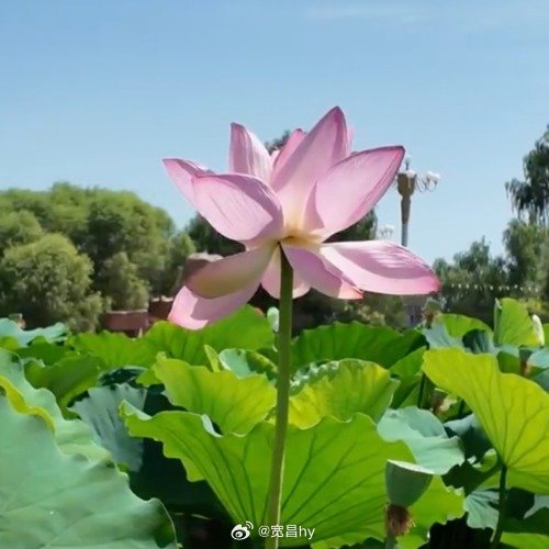 塔克拉玛干沙漠边开出百万株荷花沙漠奇观 西安·华严寺
