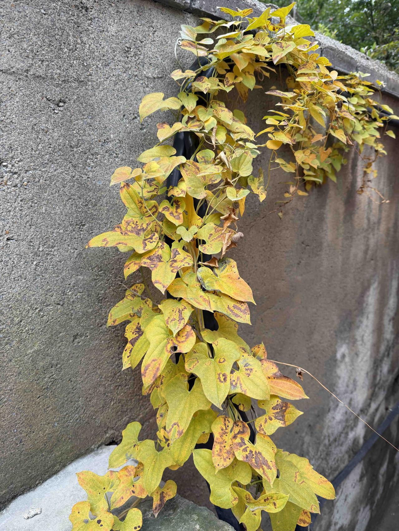 分享一下你拍的花朵