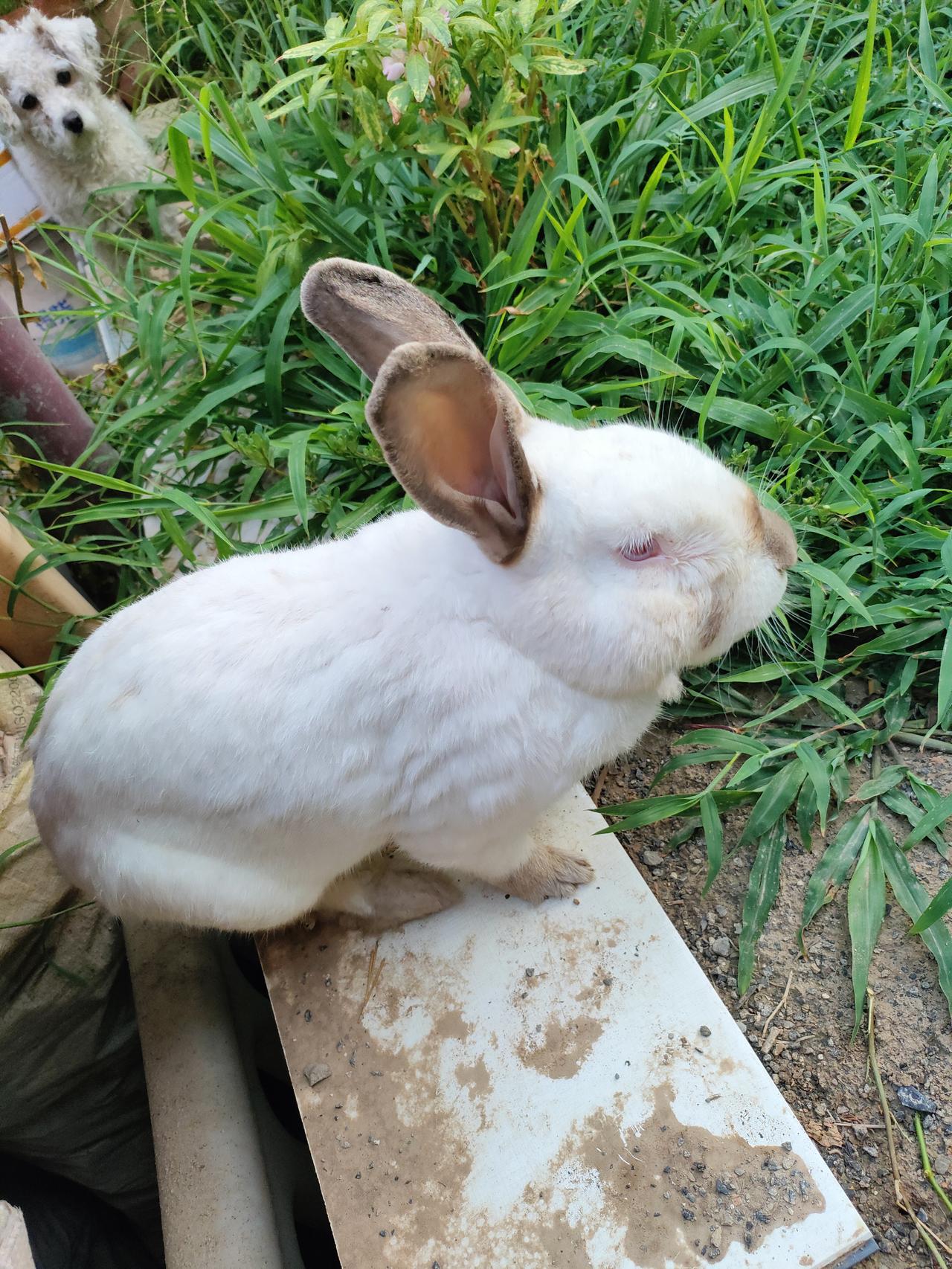 我的今日状态：😁轻松愉快
我这里的天气：☀️晴天 1. 白兔自在晒太阳，小狗静