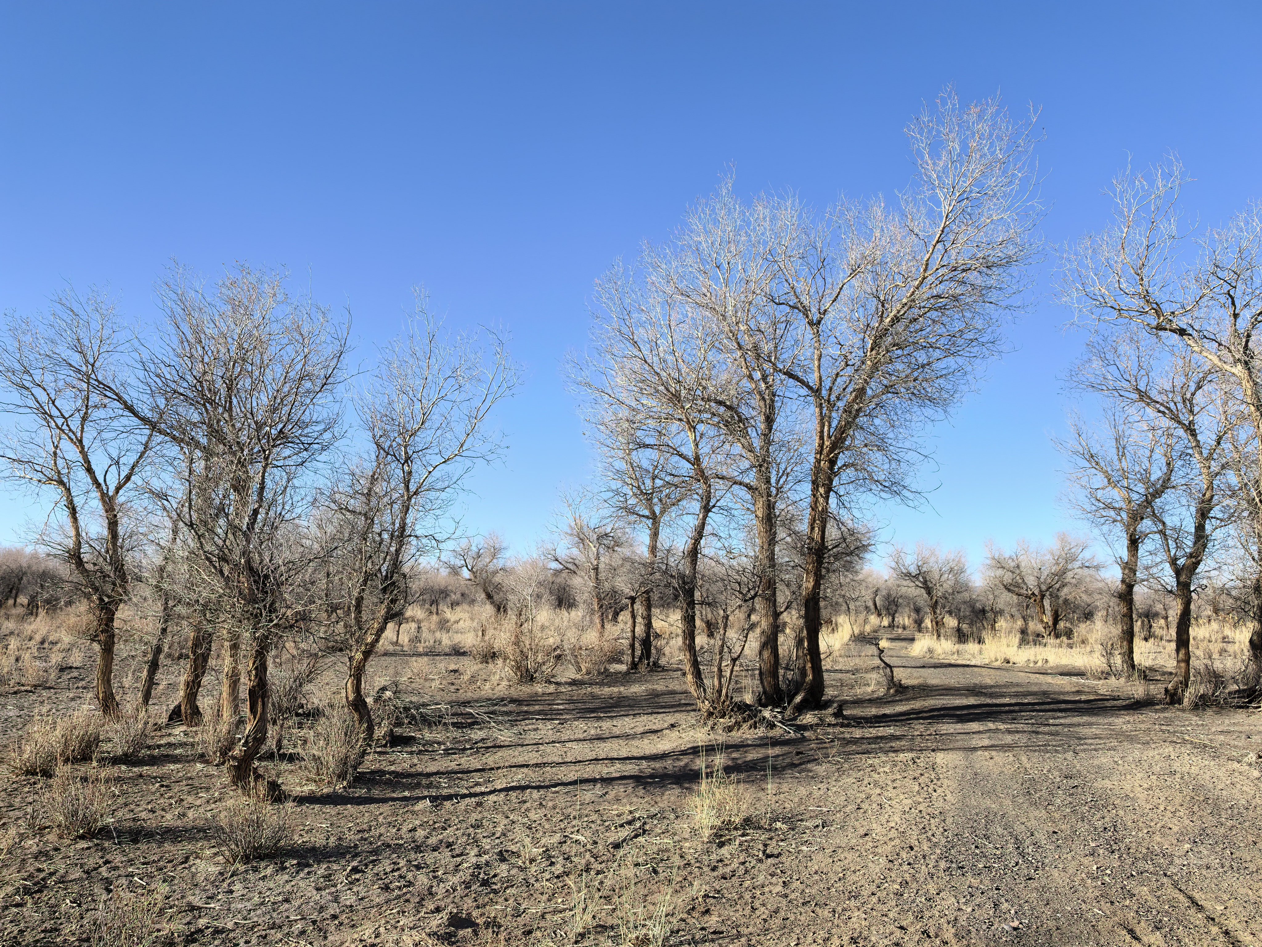 看看乌尔禾.胡杨林，可惜这个季节不对，不过确实很震撼！“生而不死一千年，死而不倒