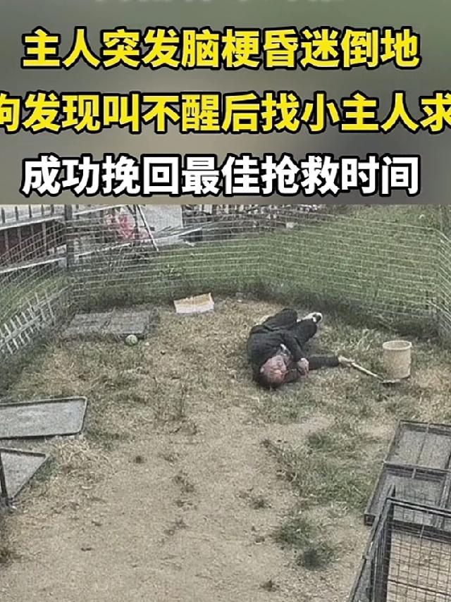 主人突发脑梗昏迷在地，几只狗子汪汪直叫，发现叫不醒主人，转身跑到楼上拽着主人女儿