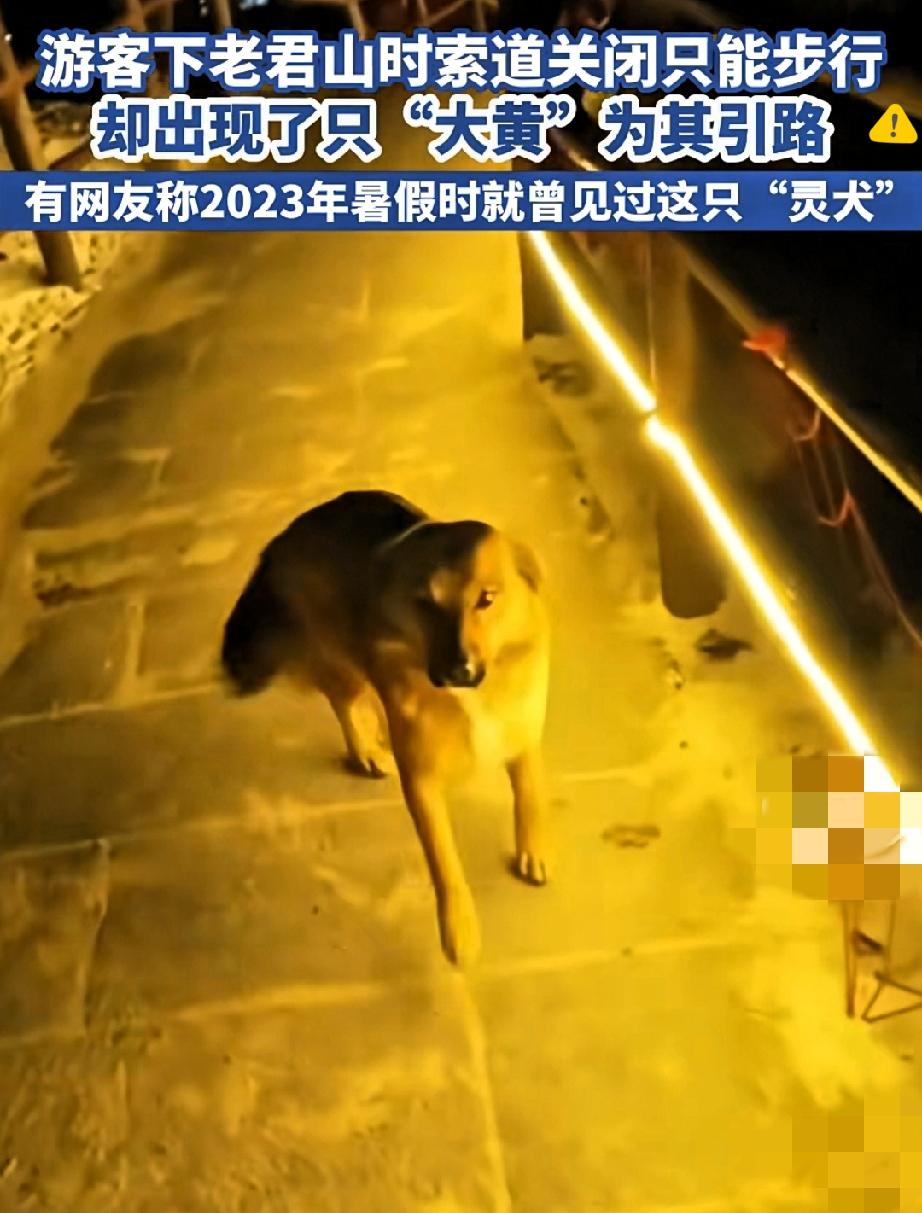 你是否想过，在孤立无援的时刻，向你伸出援手的可能不是人类，而是一只通人性的狗狗？