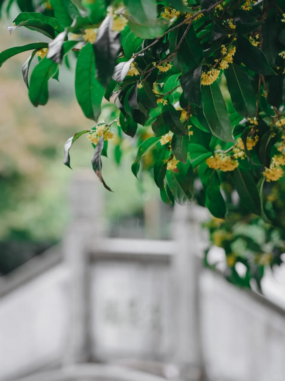 今天常州下了两场雨，一场秋雨，一场桂花雨