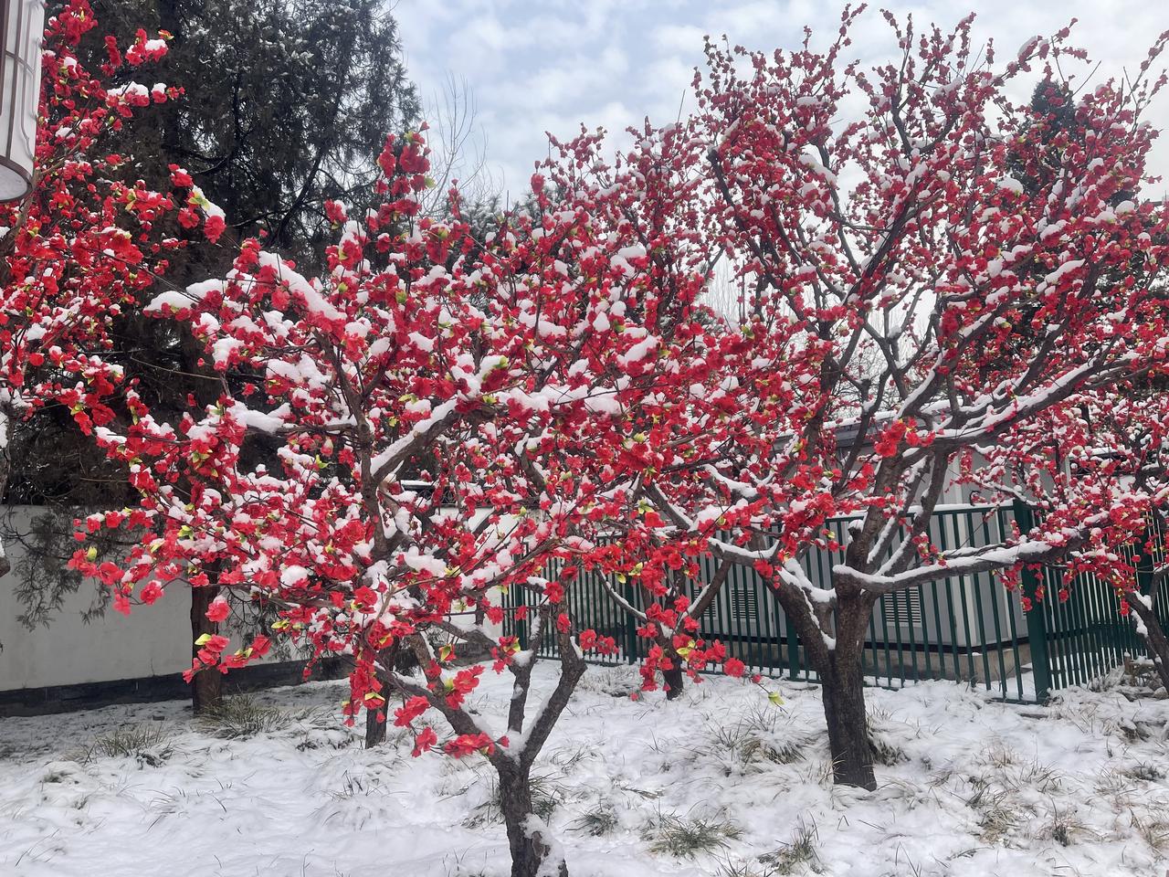 今冬第二场有模有样的雪，新年的第一场雪，大观园“踏雪寻梅”！！三百多棵梅花，一团