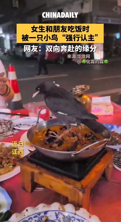 奇了！江西姑娘吃饭被小鸟“赖上”，一句话竟让它死心塌地。
 
那天是5月11号，
