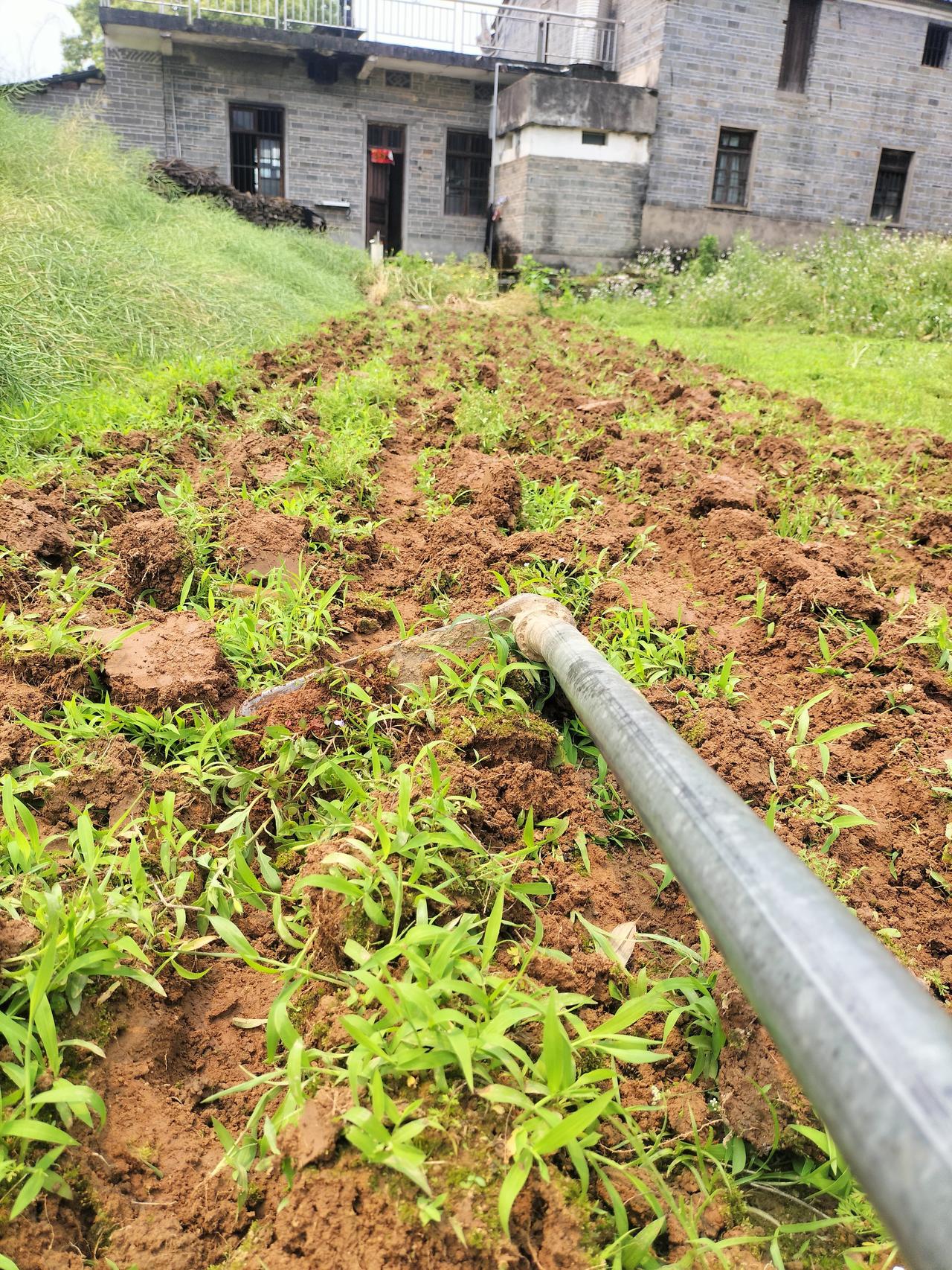 今天我一个人播种花生非常累，从早上7点钟我就起床，一直忙，我是蹲着把这一大片都地