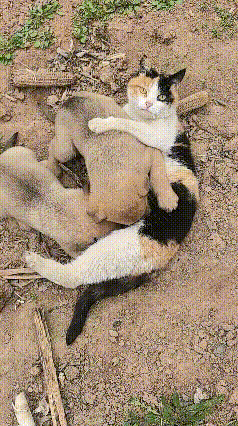 真的被眼前这一幕狠狠治愈了！
 
都说有奶就是娘，这话放在小动物身上，简直太形象