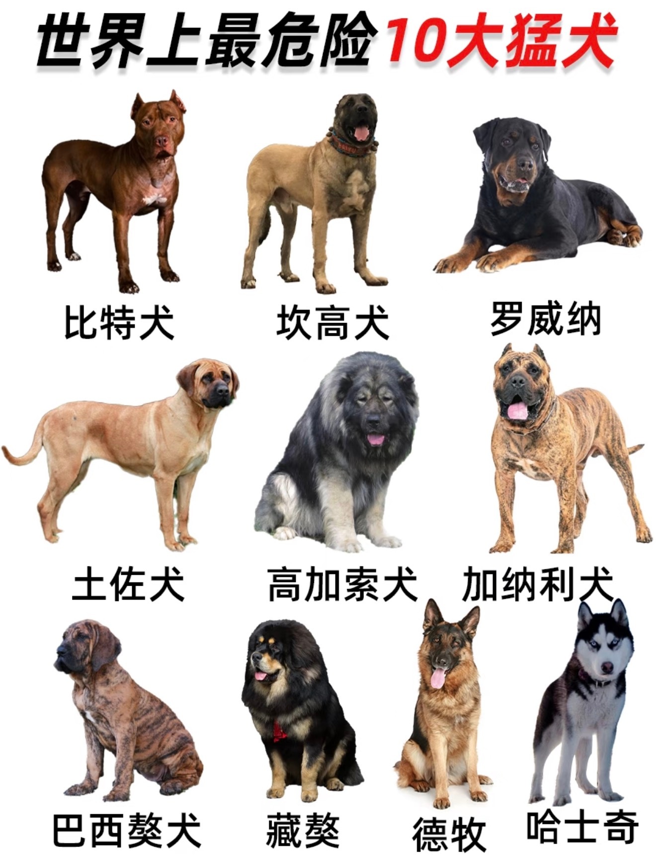 5岁男童被自家哈士奇咬伤面部颈部天呢家长也一定要注意孩子的安全啊