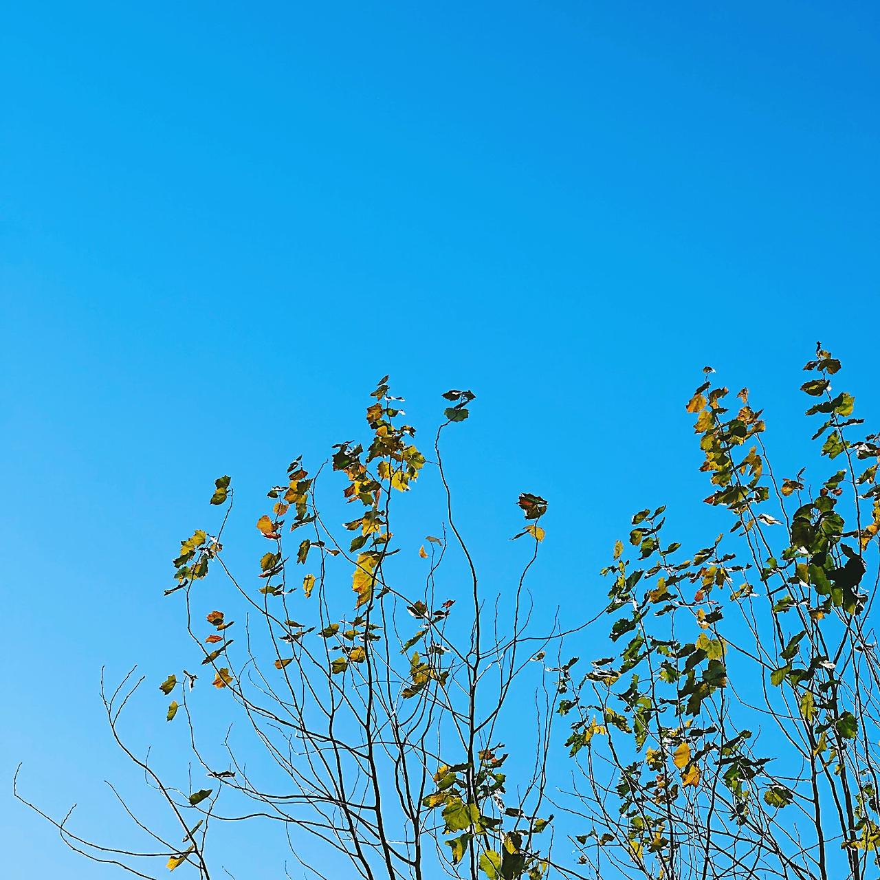 是最好的季节了，清凉而不凛冽。树木颜色五彩斑斓，有时走在路上就会有一片叶子静悠悠