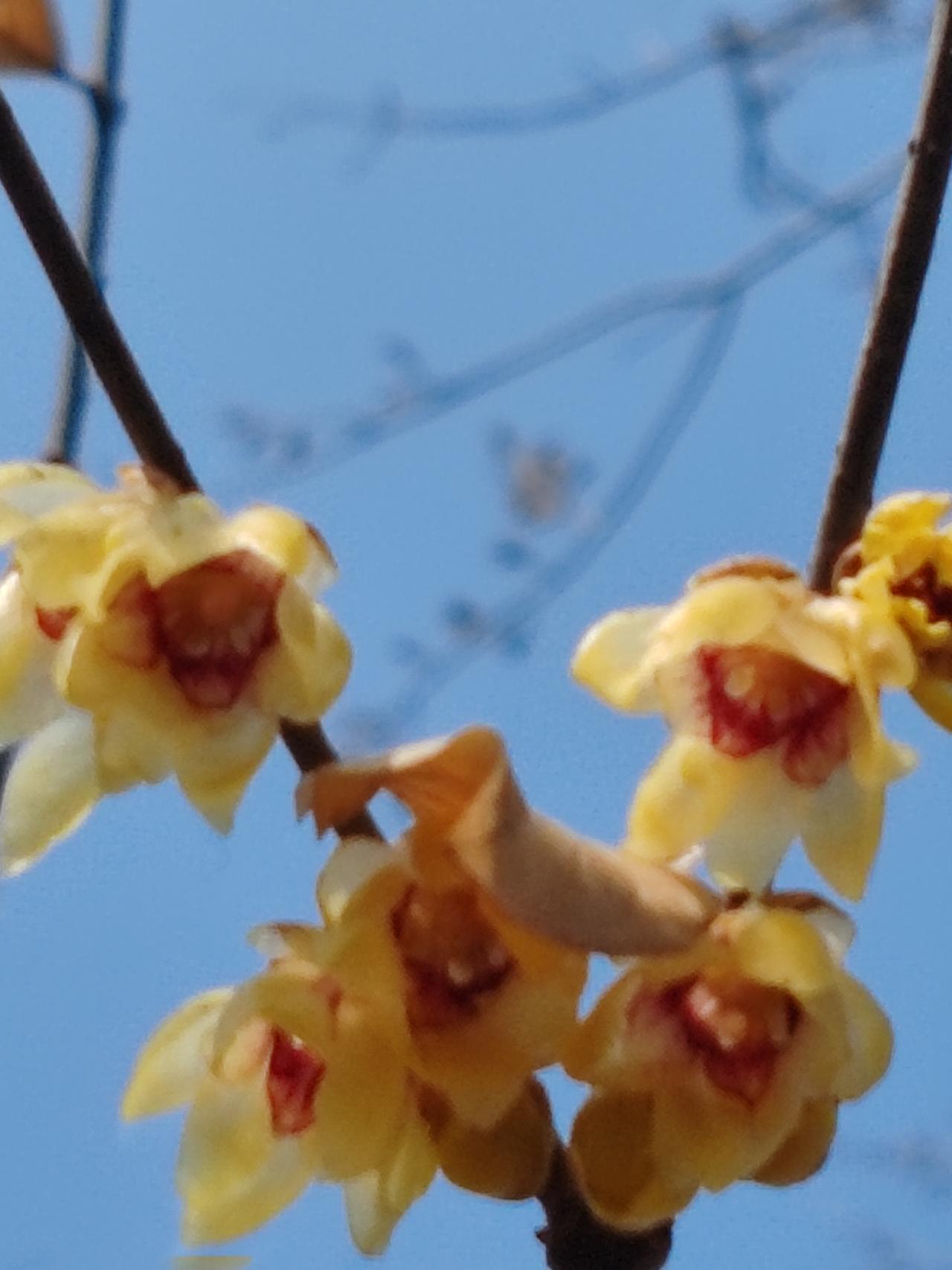 晒图笔记大赛正月赏梅。