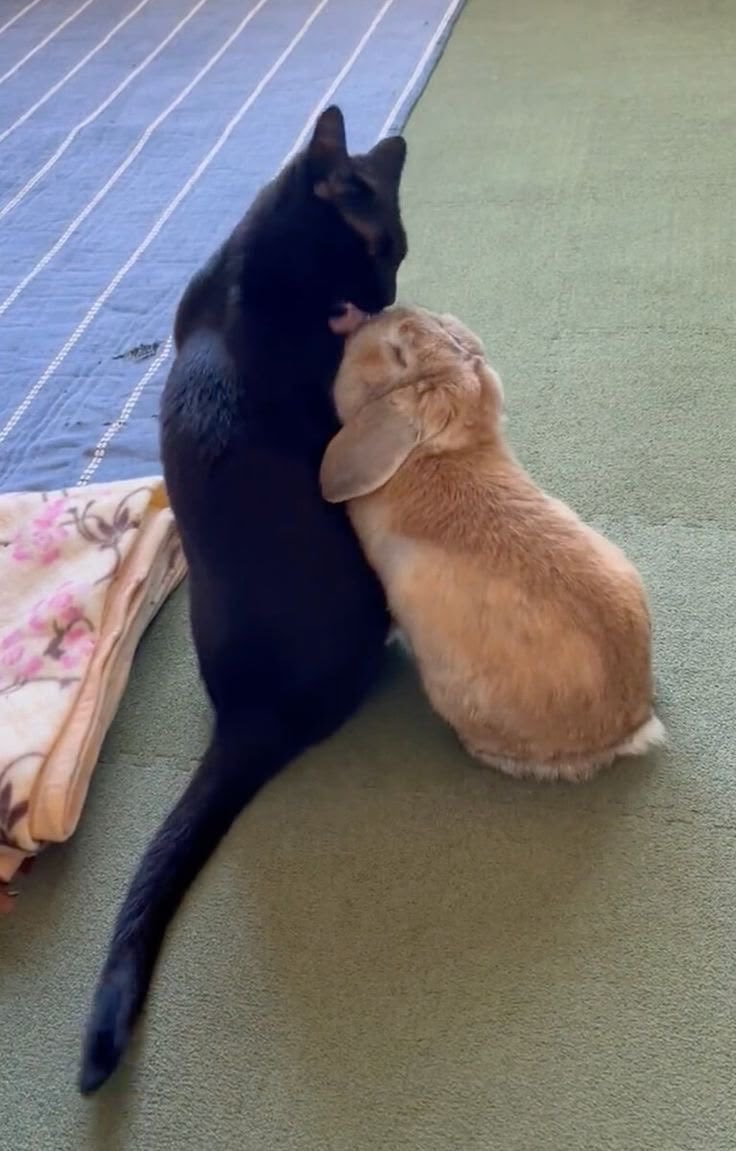 我们家猫猫做大王！ ​​​