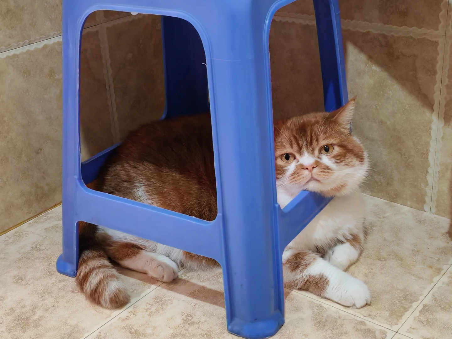 凳子长猫了