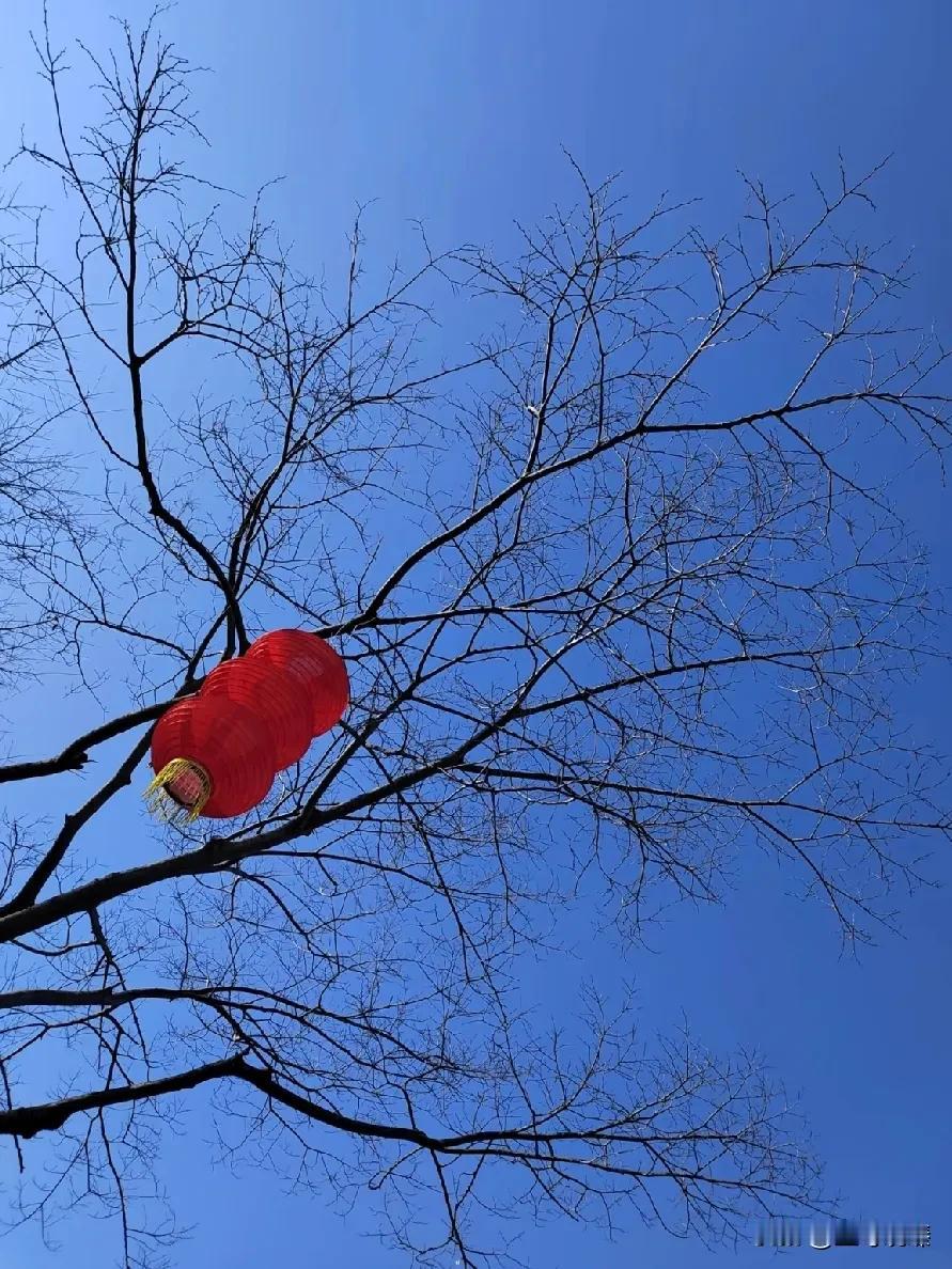 每每遇见
纯净的天空蓝
内心的宁静与欢喜
都油然而生
阳光照耀闪烁
枯树逢春
仿