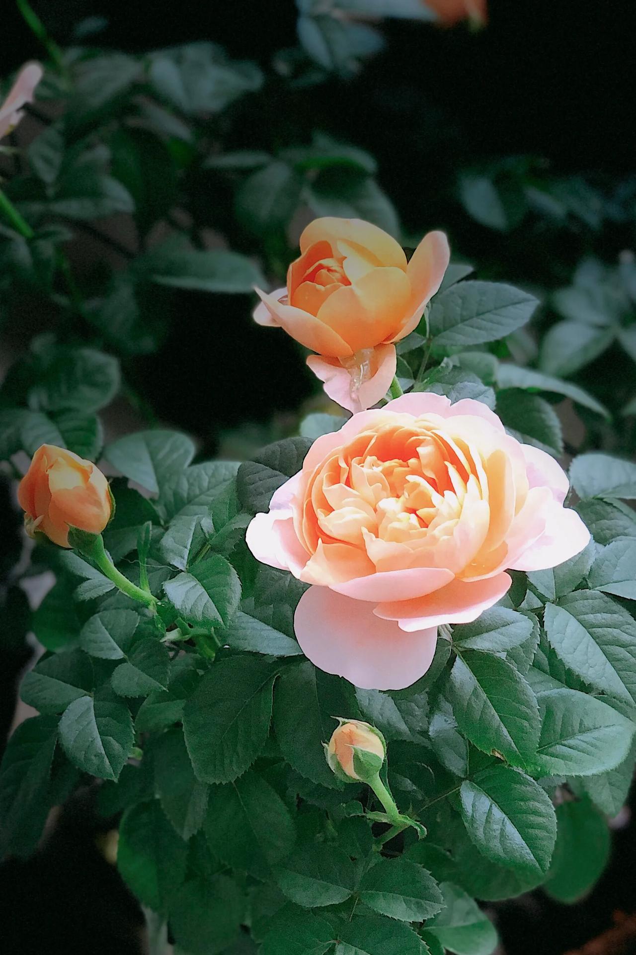 #分享一张随手拍的花。#