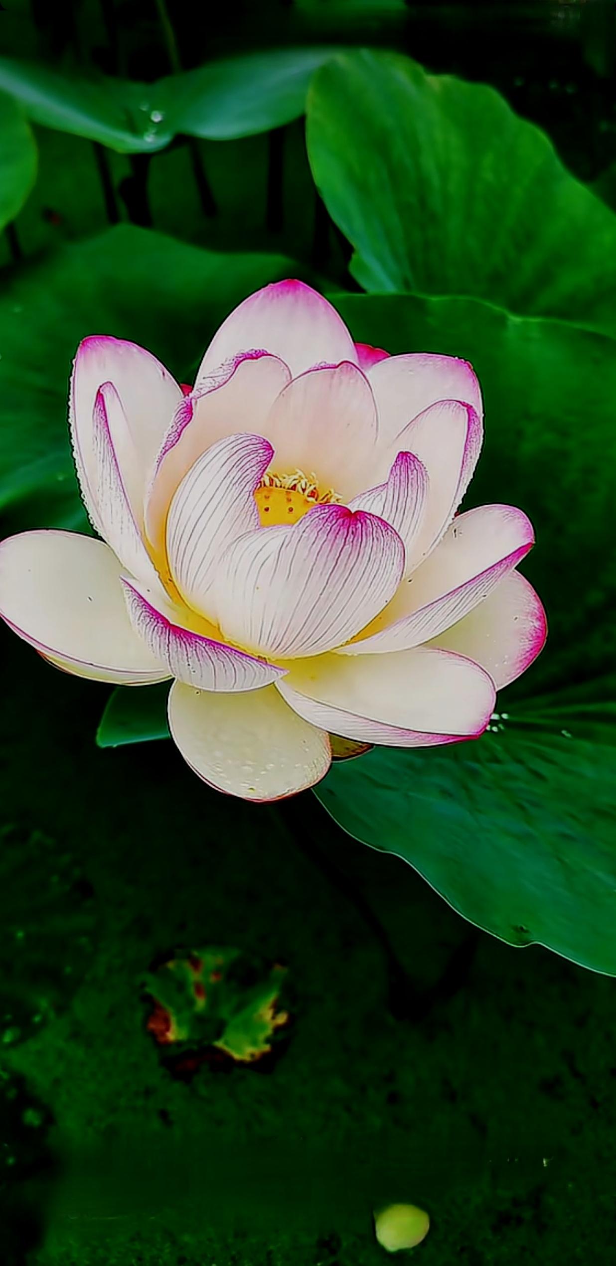 分享一下你随手拍的花朵随手拍～