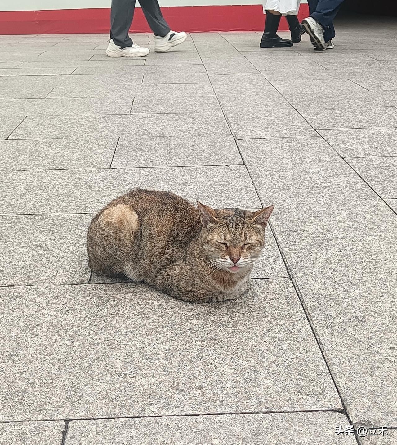 总是能看到小猫咪，今天又看到了一只可爱的小猫咪，给它拍照的时候，它还把眼睛眯上了