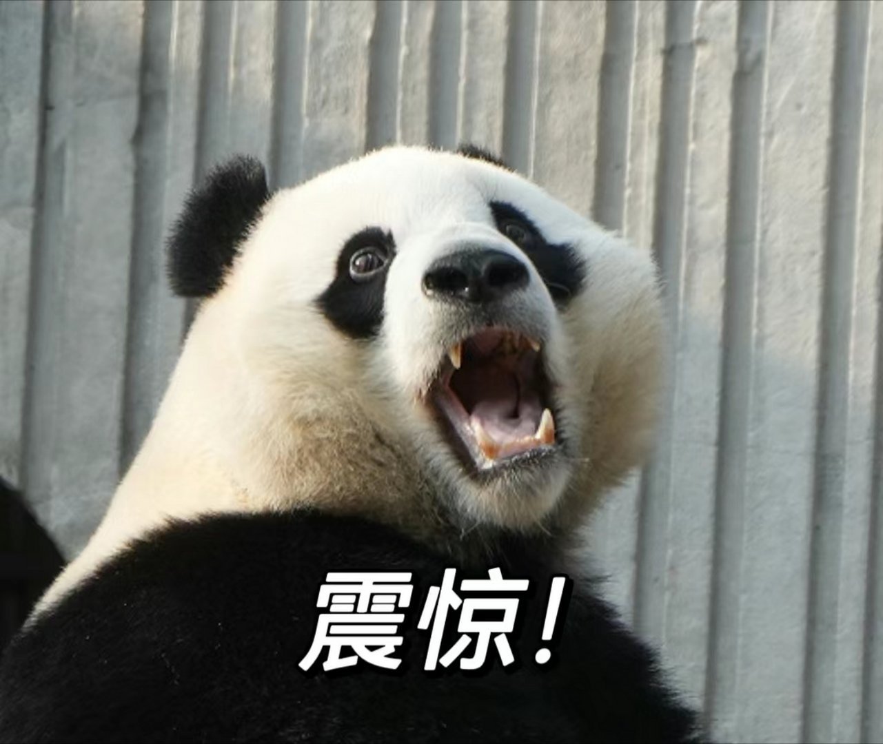 小红书将取消大小周当时我就震惊了！怎么这些互联网巨头以前都还大小周呢？双休难道不