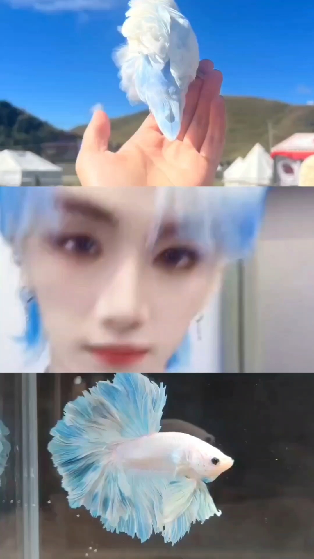 你到底是小鹦鹉还是小鱼啊？ 