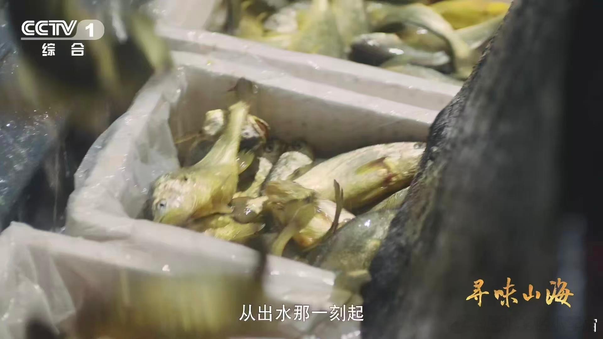 在四大海产中，大黄鱼一直凭借独特魅力出圈。肉质鲜嫩，做法百变都好吃。它哼唧发声的