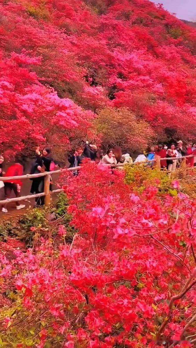 上联：红梅点点映山红
下联：