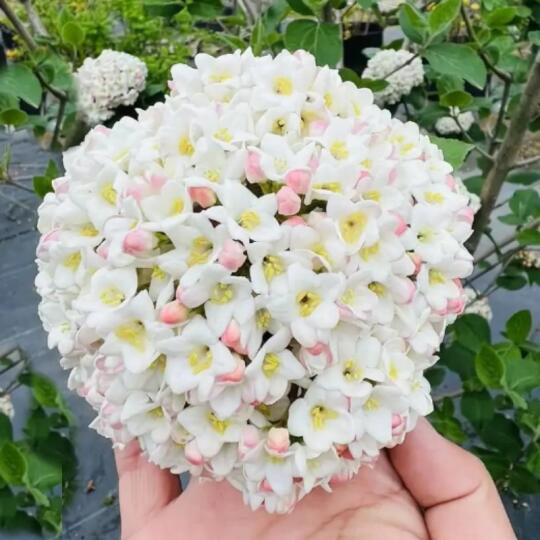 🌸耐寒木绣球，美化你的庭院🏡