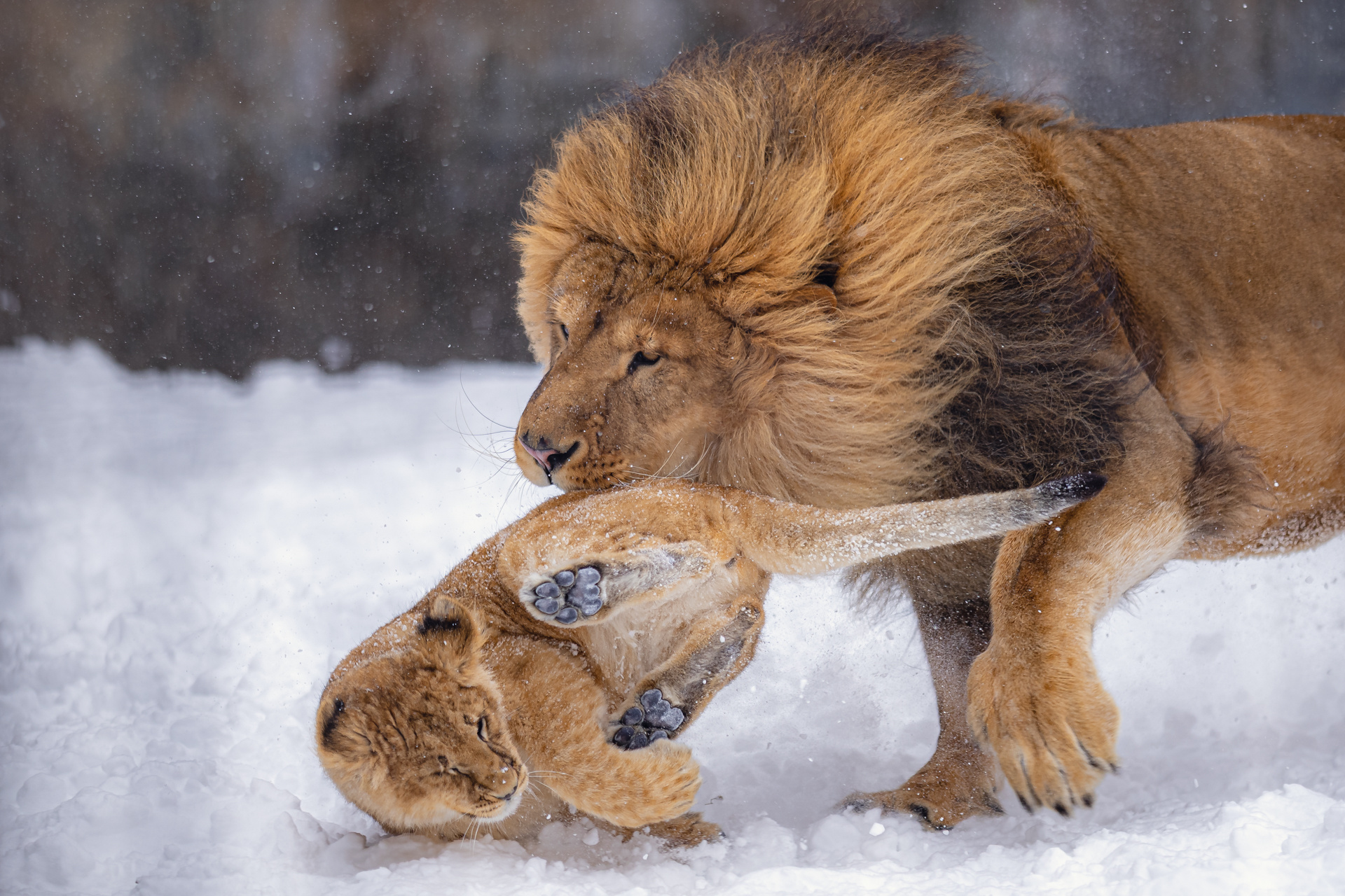 给女儿追摔跤了我觉得很快要被老婆打了【推chawan_twitt摄于旭山动物园】