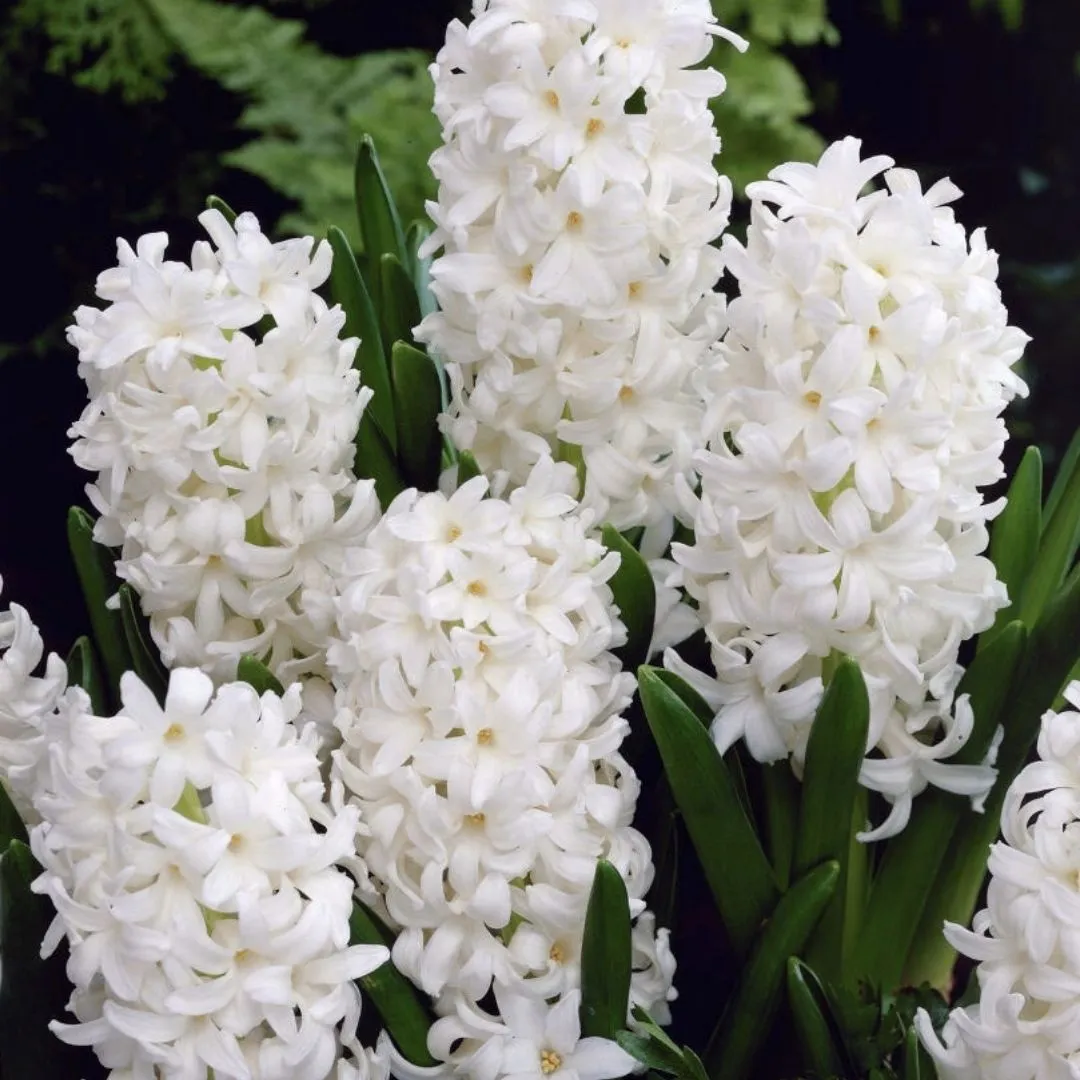 都去养这颗爆花牌“白色雪球”！