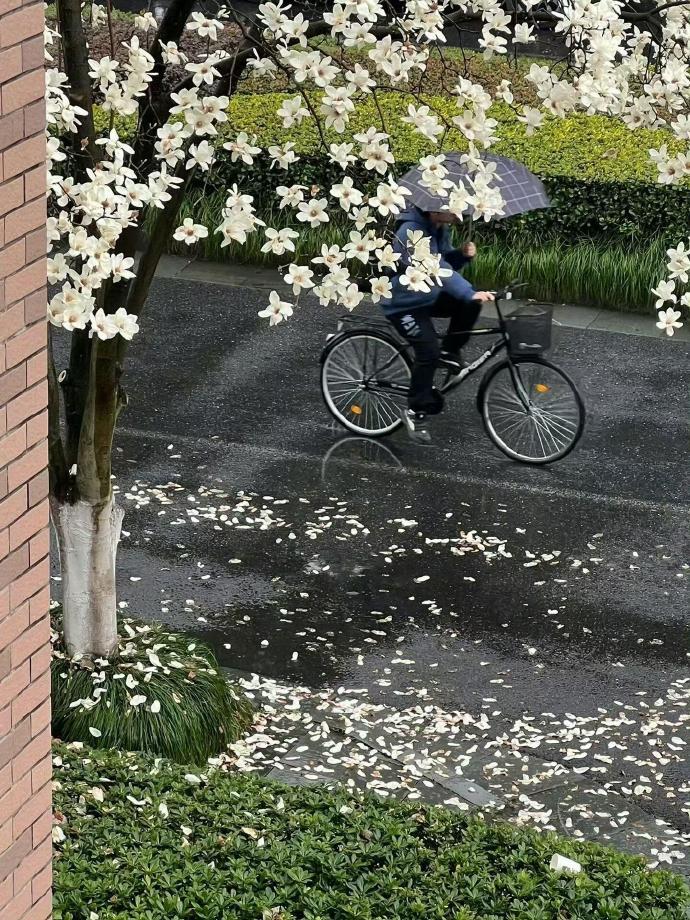 玉兰花的花语是友谊长存。 