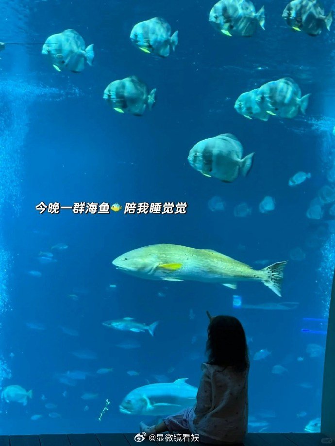 林峯一家新加坡度假 林峯张馨月带5岁女儿游新加坡！为圆女儿美人鱼梦特意入住观鱼酒