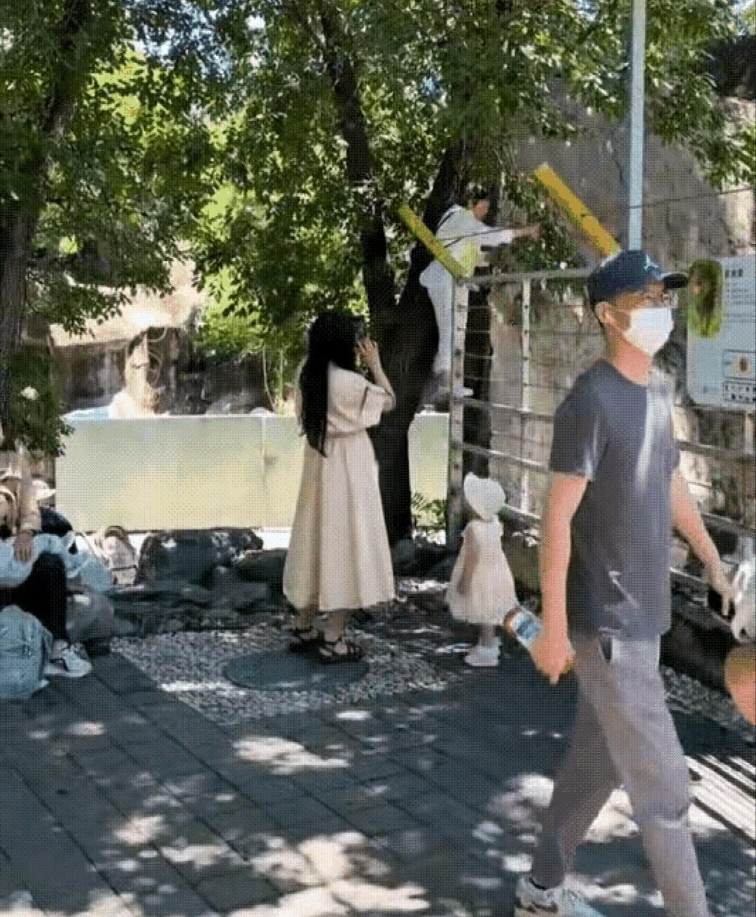 6月7日，北京动物园，一老太太攀爬了站在非洲狮展区的围栏上，把手伸进围栏里采摘桑