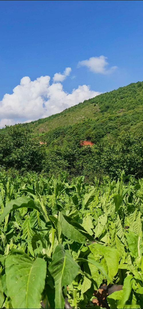 一场冰雹让老百姓辛苦几个月的烟叶瞬间绝收……人在大自然面前真的显得如此脆弱而渺小