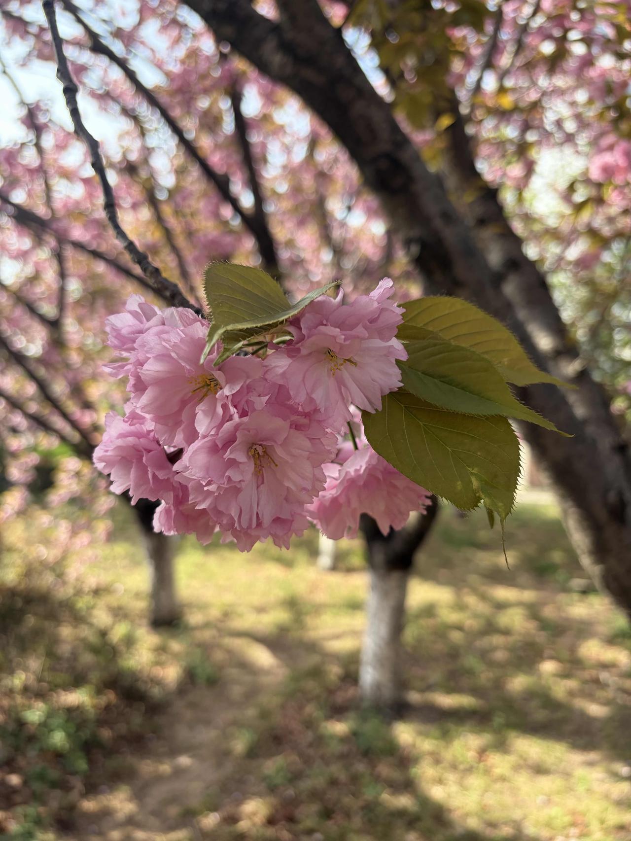 上联：沧桑岁月千般苦，
下联：寂寞春秋万缕甜。