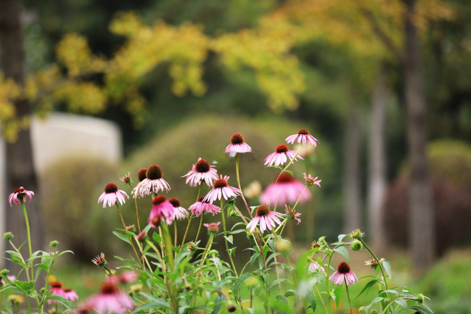 大运河森林公园秋意浓浓摄影​​​