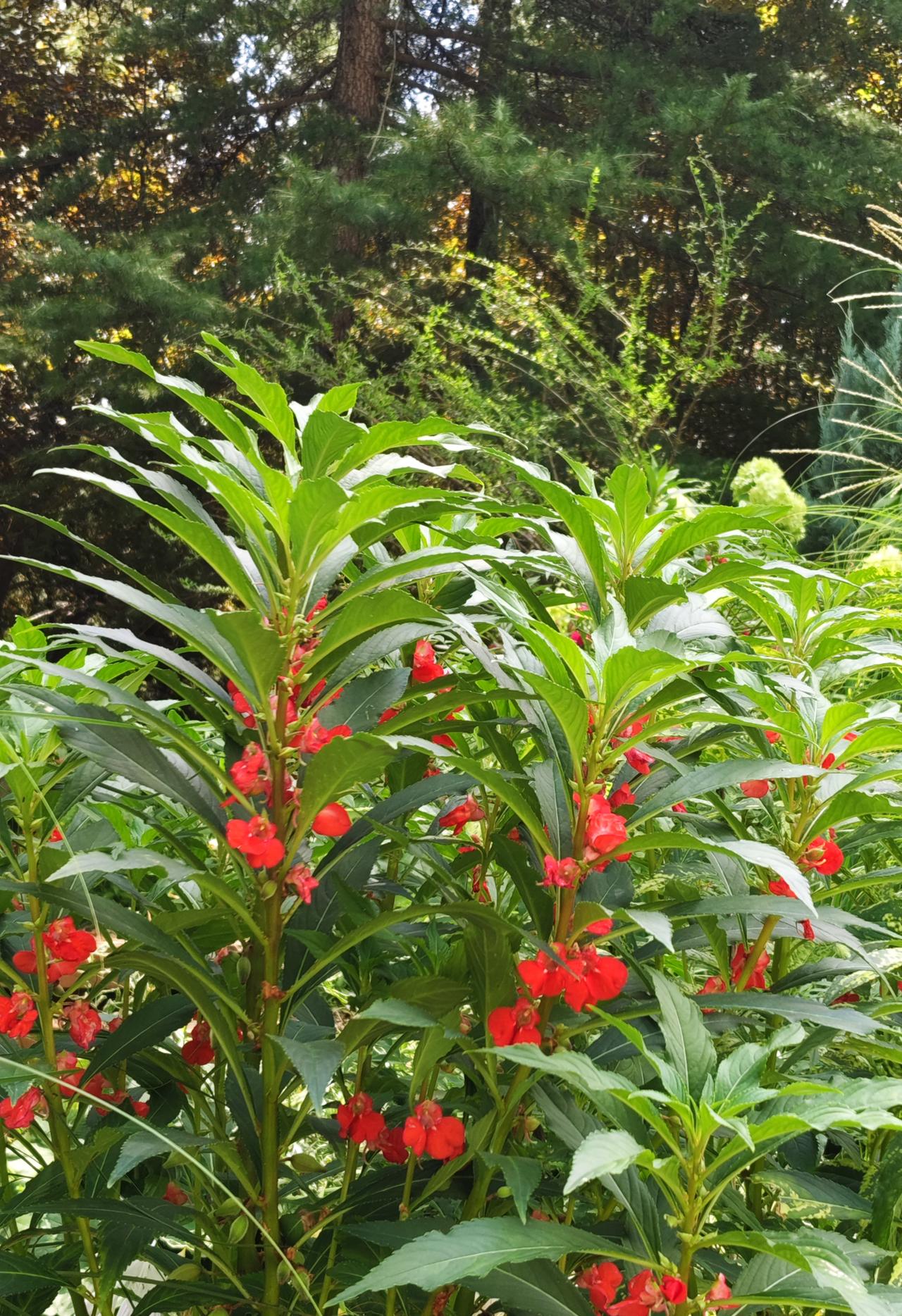 童年记忆最深的一种花卉——指甲桃，学名凤仙花。这是那天去济南植物园遛弯的时候顺手