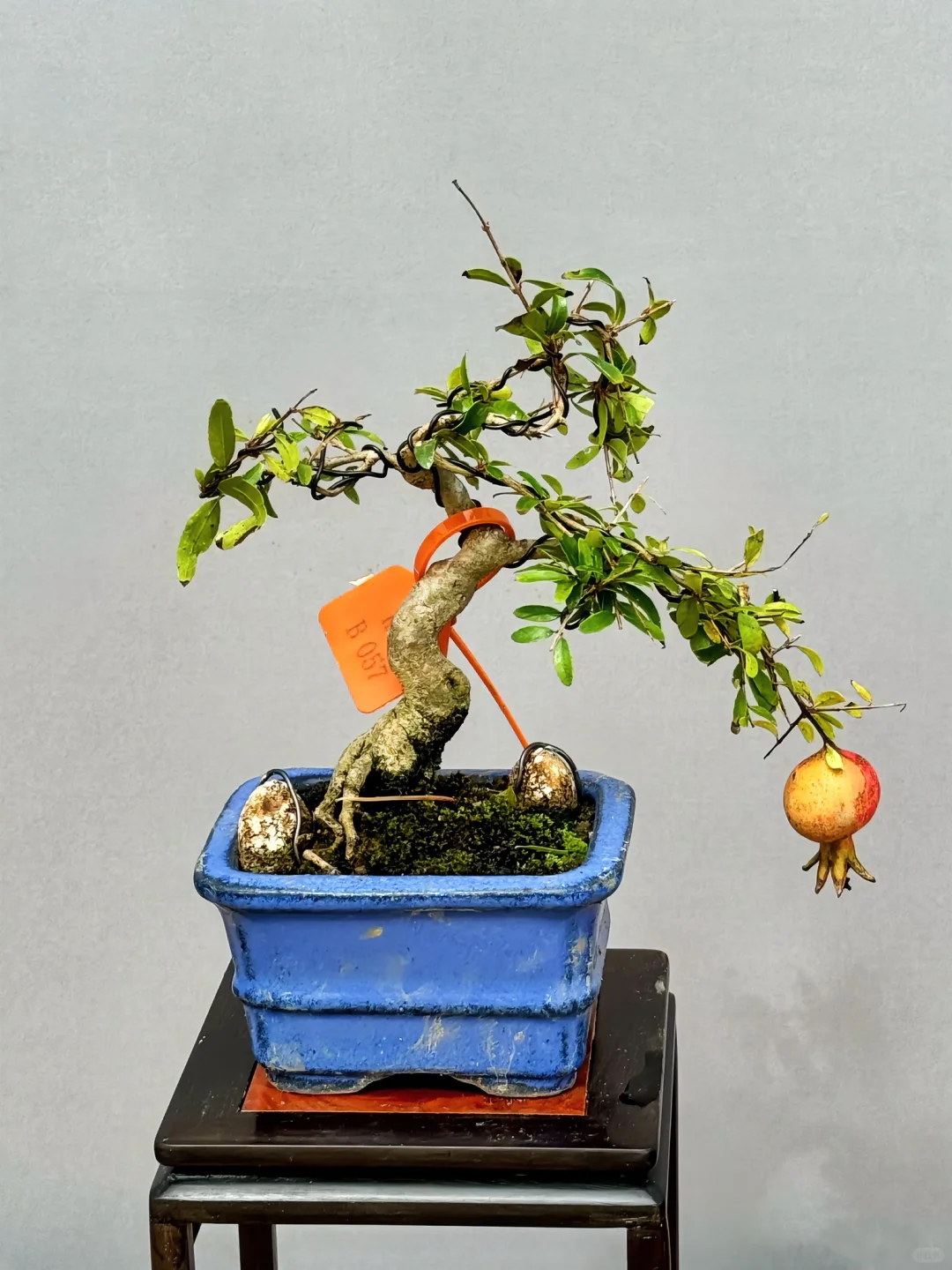 先分享六种挂果小精品盆景