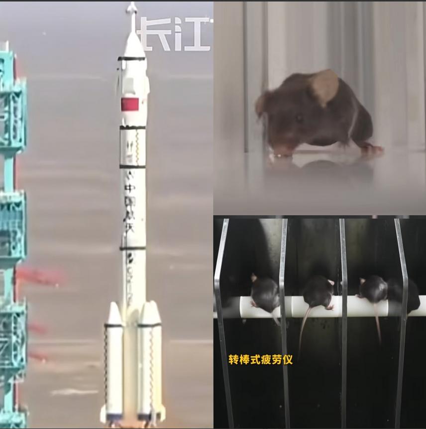 这下出名了，

不仅中国，世界人民都知道了，

除了三名航天员飞上太空，另外还有