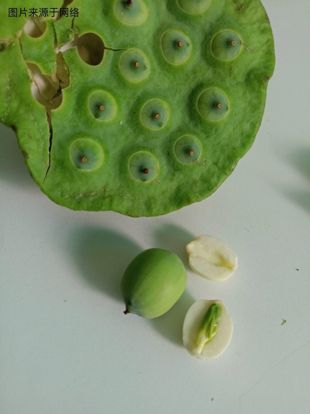 药食同源说莲子莲子：具有很高的食疗价值，为滋补元气的珍品。早在汉朝的《神农本草经