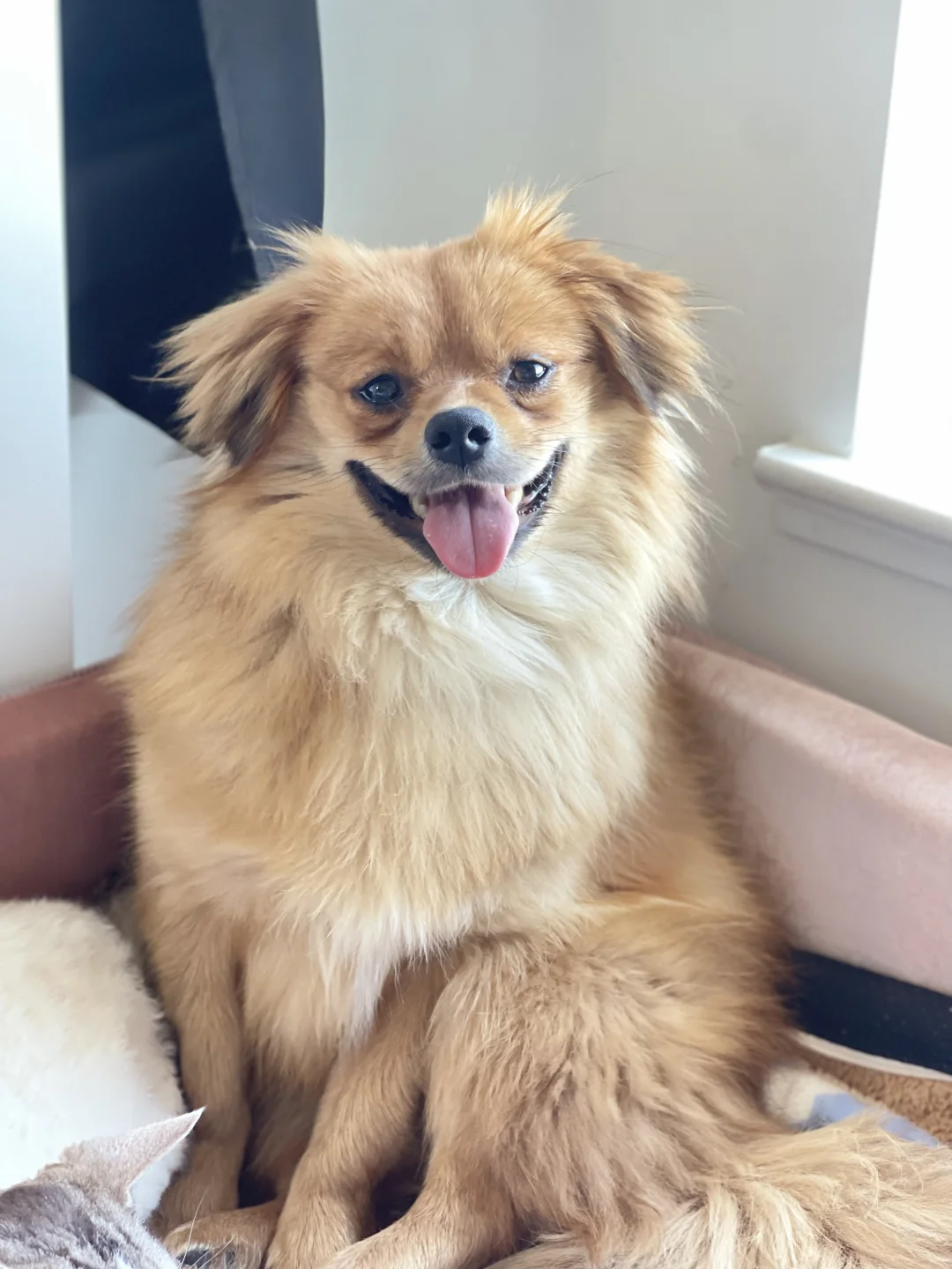 🇨🇦多伦多领养，中华田园犬，等一个家
